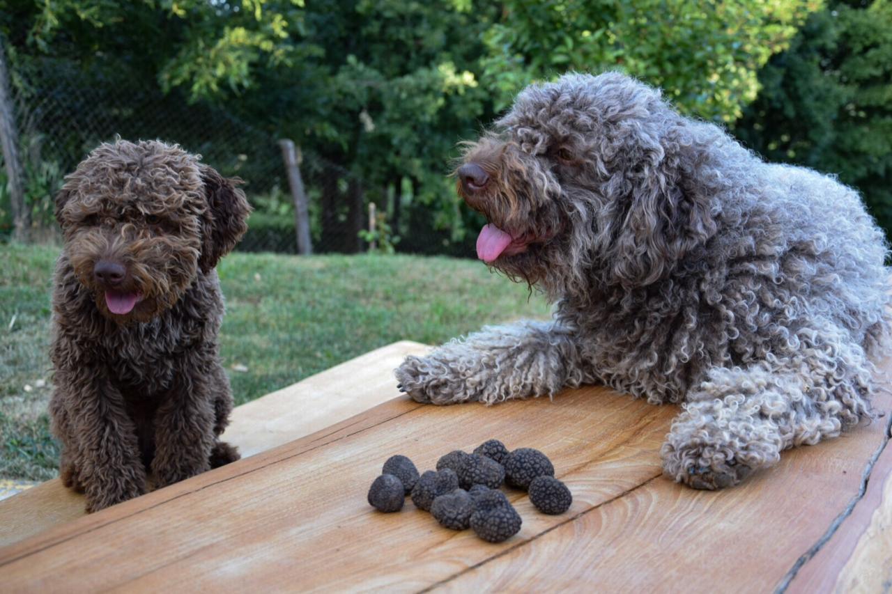 Guest House Lagotto'S Peak Radatovici Ngoại thất bức ảnh