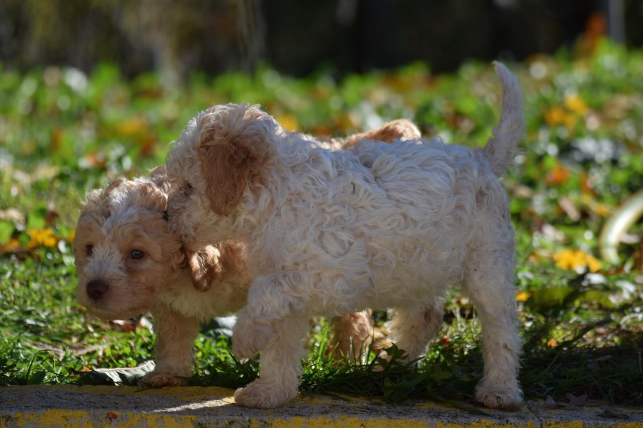 Guest House Lagotto'S Peak Radatovici Ngoại thất bức ảnh